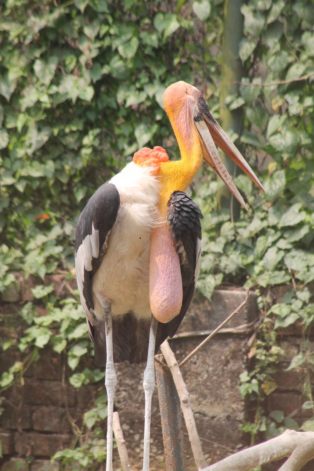 greater adjutant (Leptoptilos dubius)