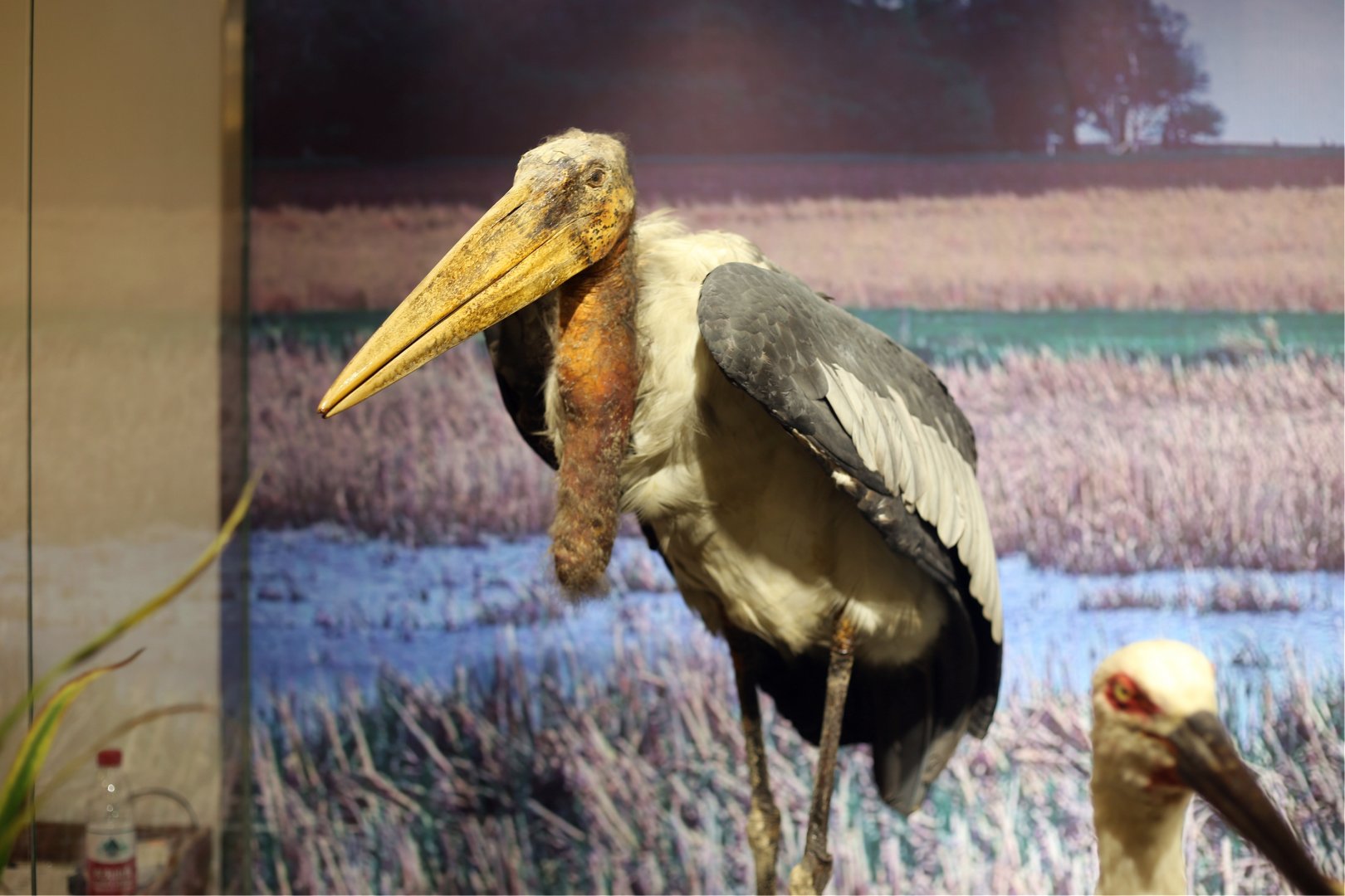 Greater Adjutant (Leptoptilos dubius)