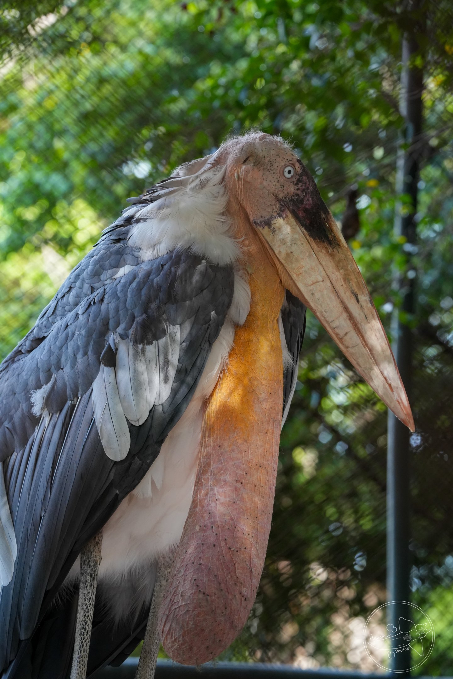 Greater adjutant (Leptoptilos dubius)