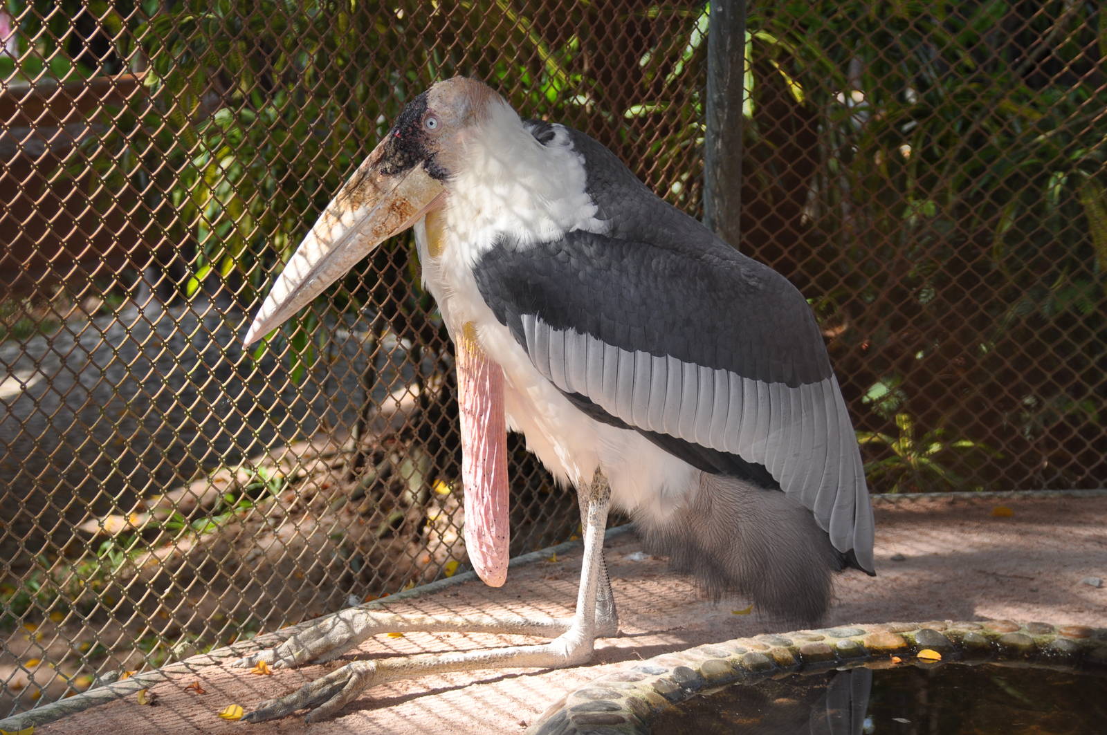 Greater adjutant stork/ Leptoptilos dubius