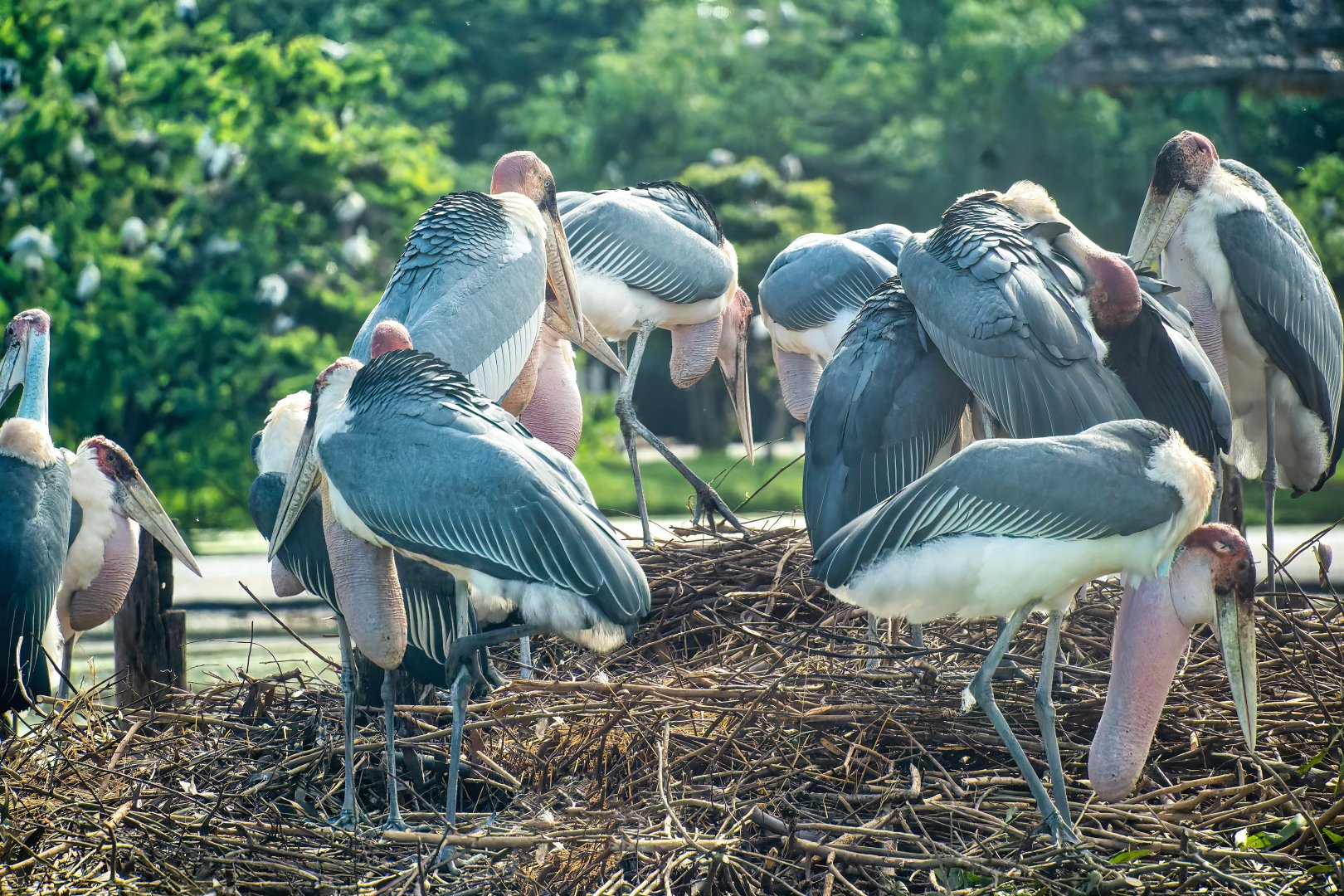 Greater Adjutant Stork - Leptoptilos dubius