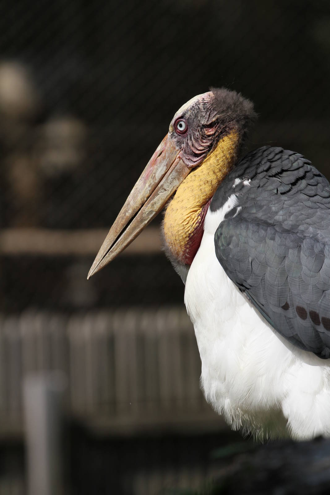 Greater Adjutant