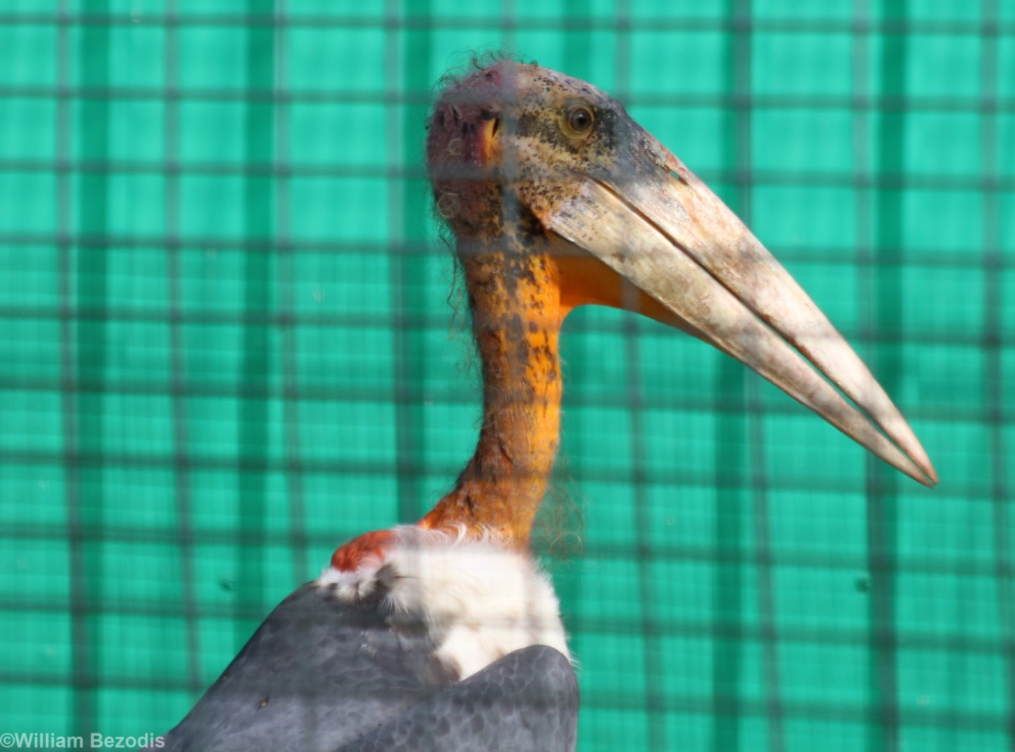 Greater Adjutant