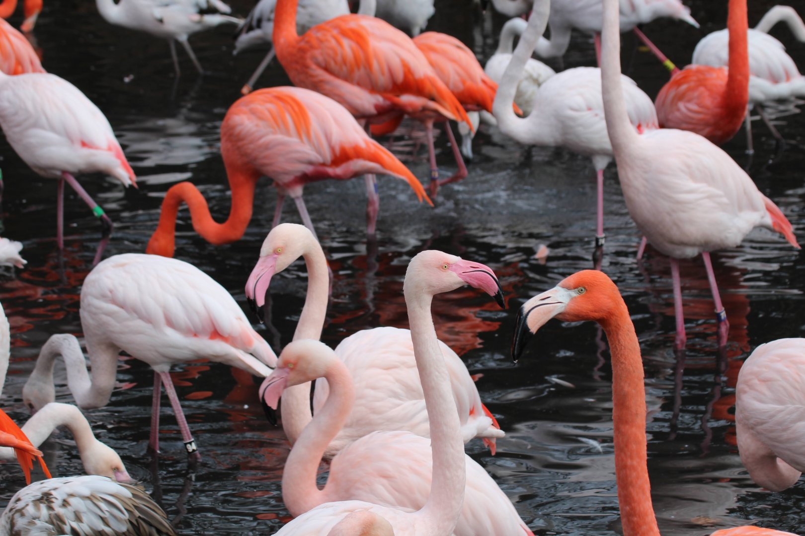 Greater & American Flamingos