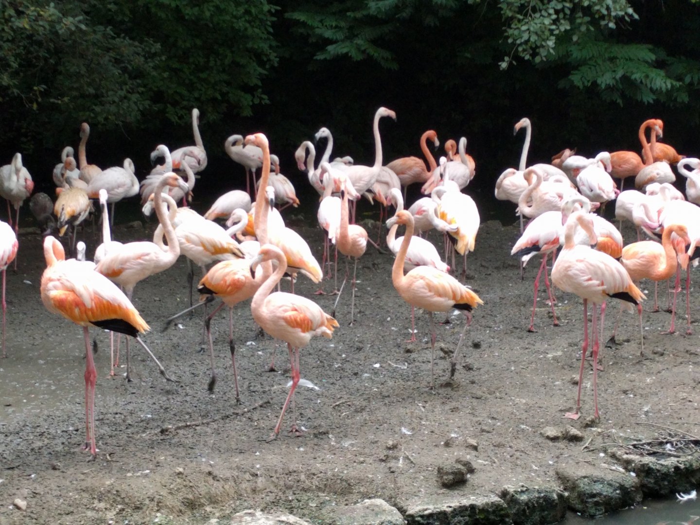 Greater and American flamingos