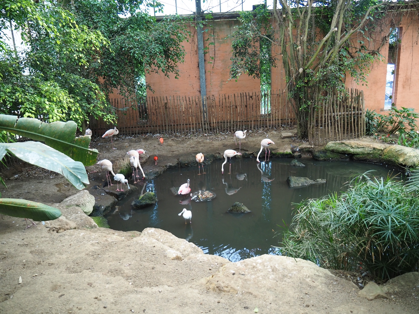 Greater and Chilean flamingo area (Aug 28th, 2018)