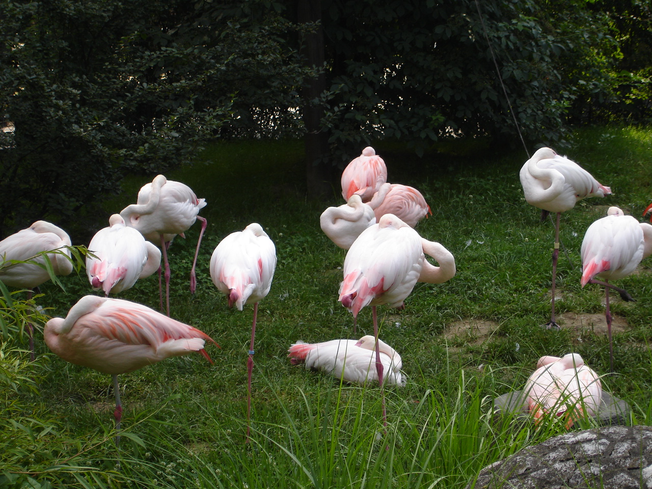 Greater and Chilean Flamingo