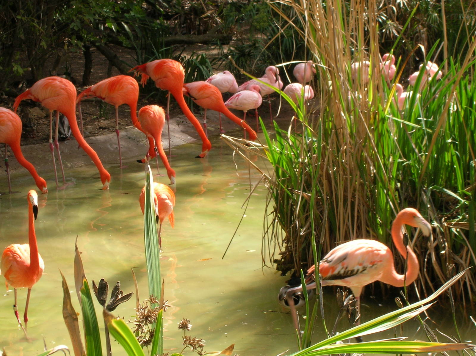 Greater and Lesser Flamingo 3-6-09