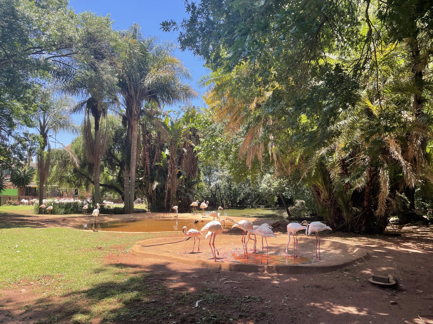 Greater and Lesser Flamingo Exhibit (Phoenicopterus roseus, Phoeniconaias minor)