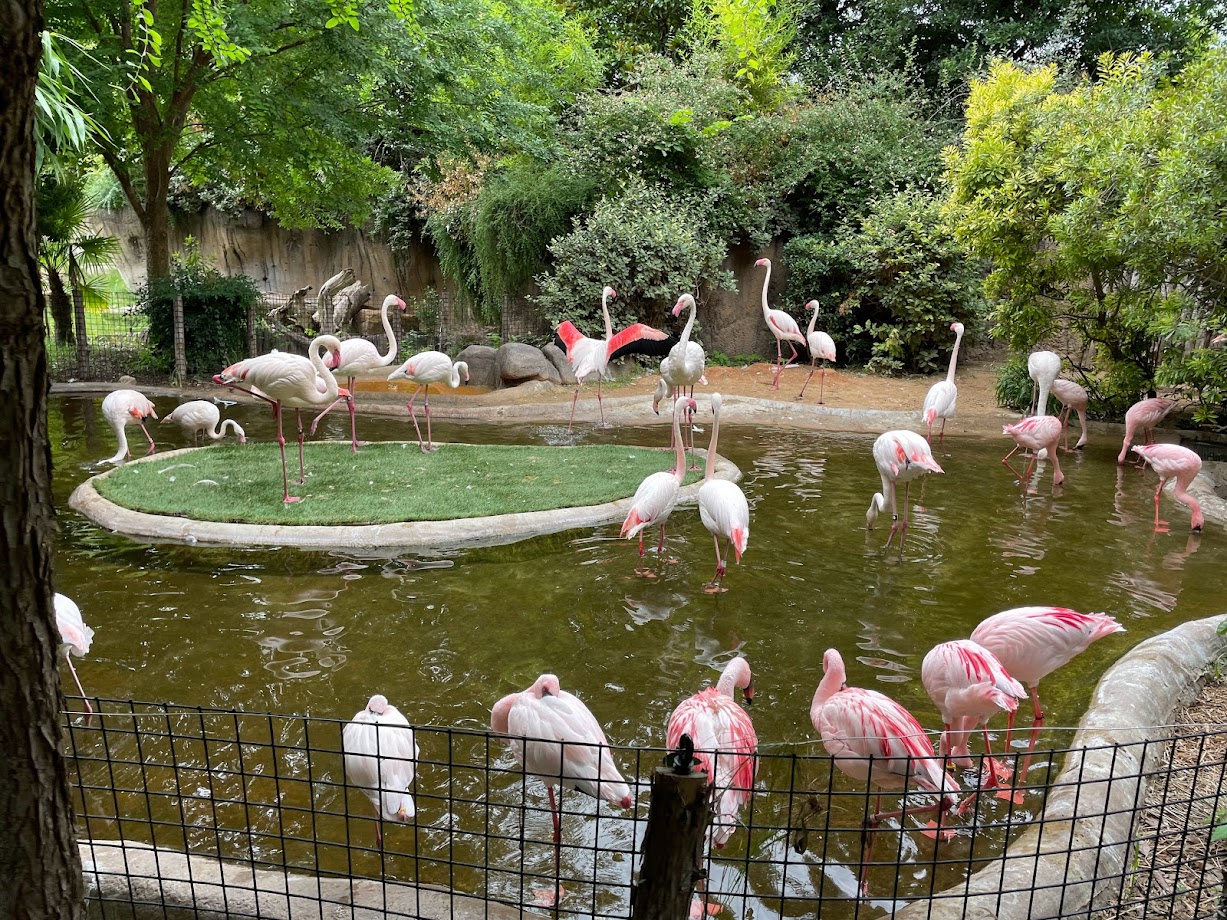Greater and Lesser Flamingos