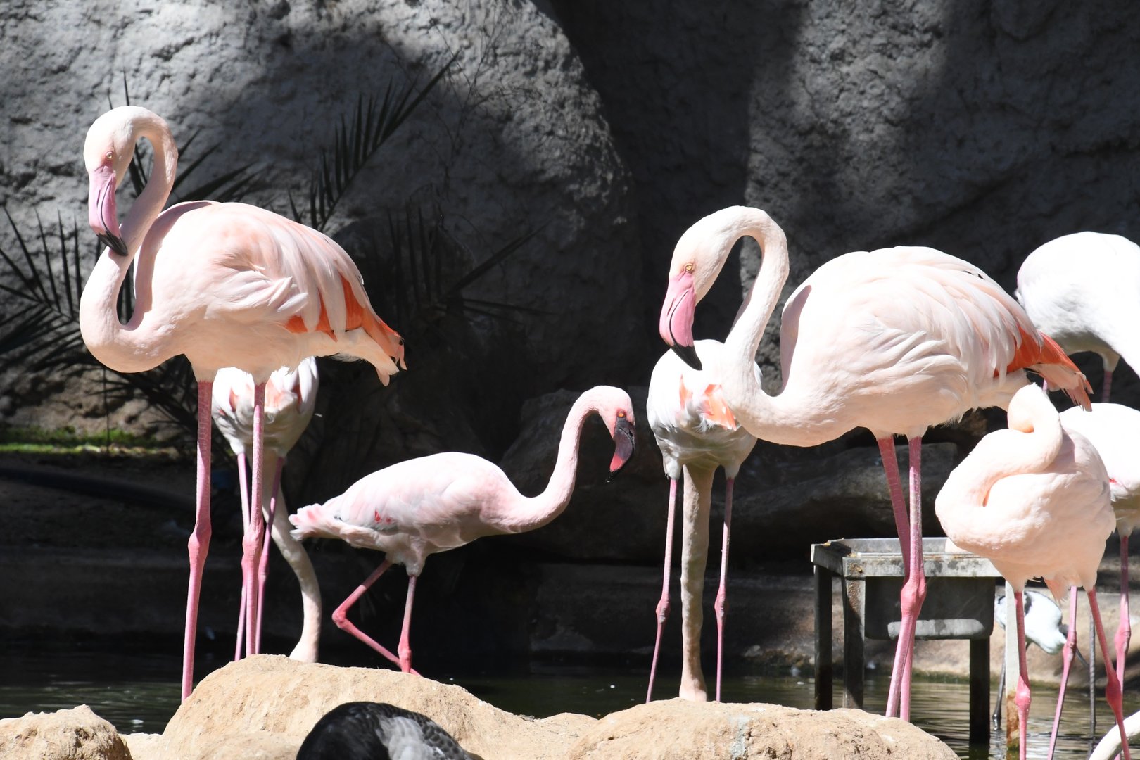 Greater and Lesser Flamingos