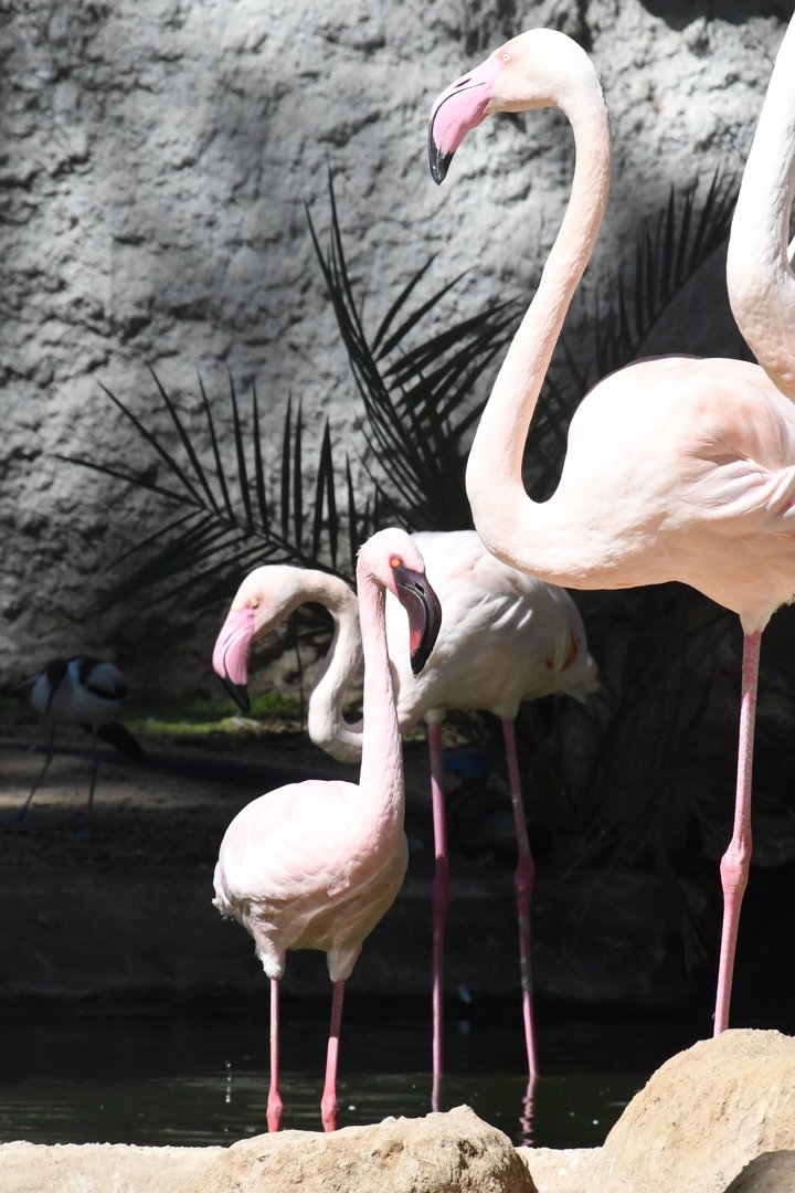 Greater and Lesser Flamingos