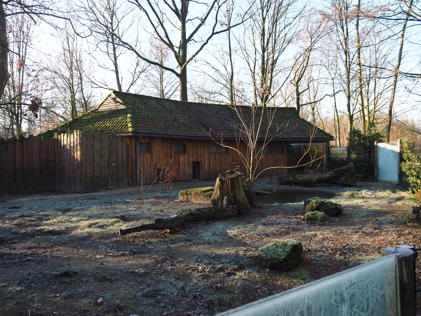 Greater anteater - Black-rumped agouti exhibit (Jan 20th, 2019)