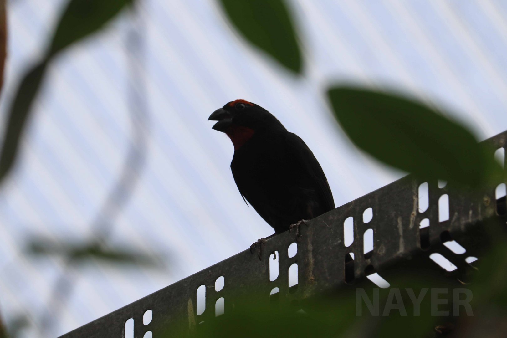 Greater Antillean bullfinch, April 2018