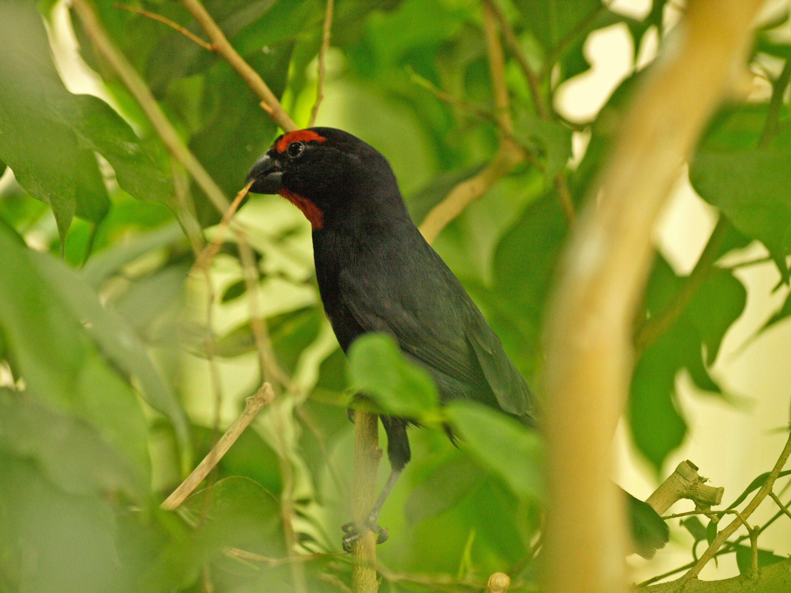 Greater Antillean bullfinch