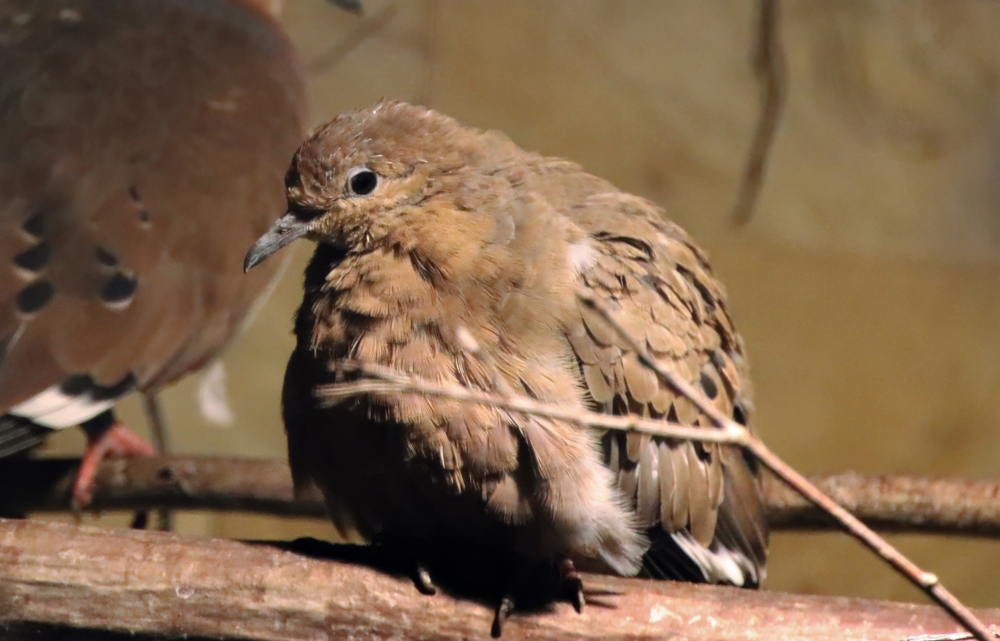 Greater Antilles Zenaida dove (Zenaida aurita zenaida)