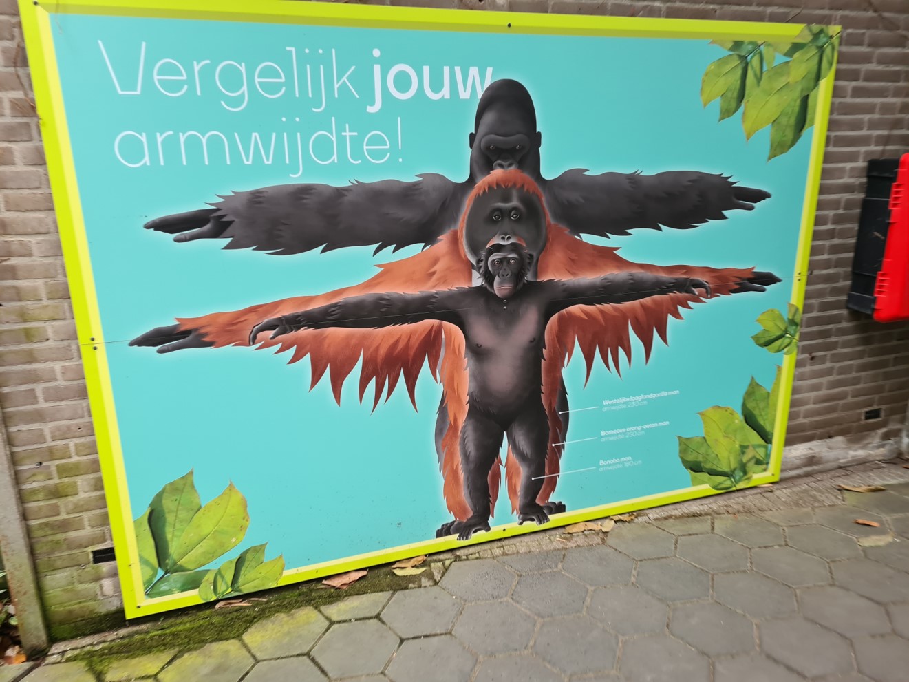 Greater ape signage - "Compare your arm length"