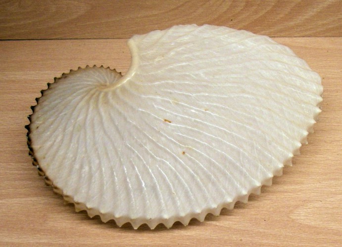 Greater Argonaut (Argonauta argo)