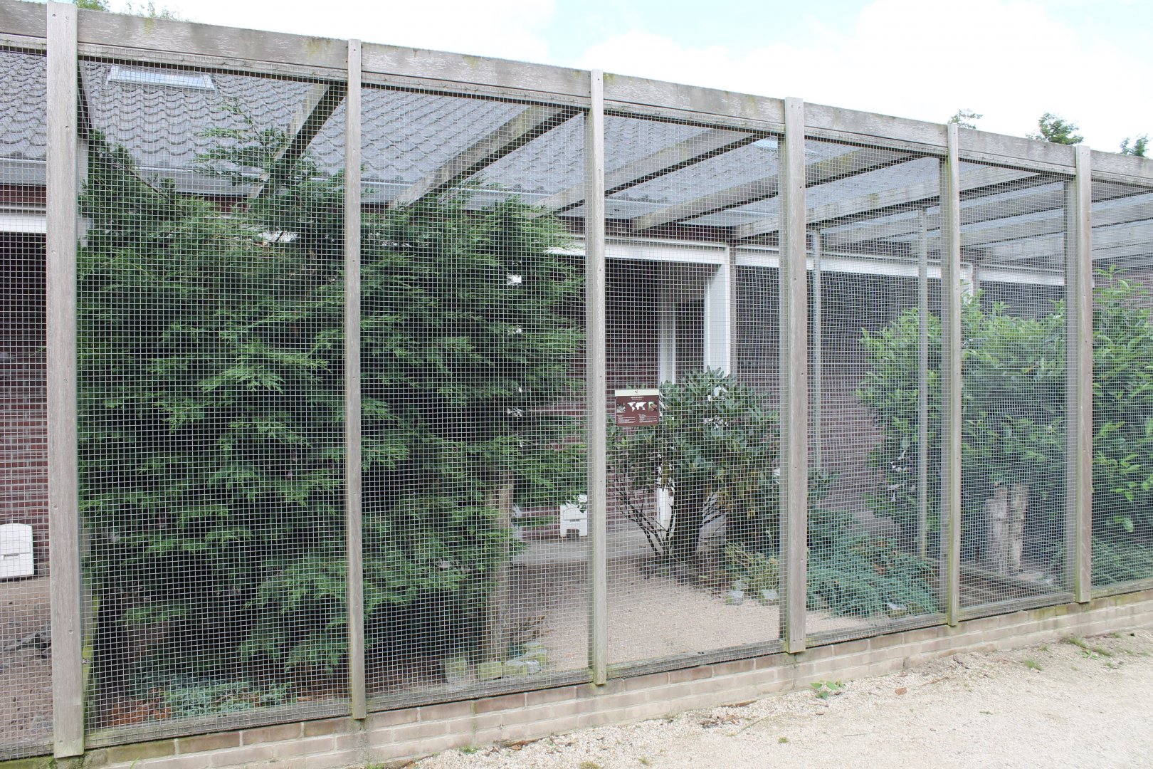 Greater argus aviary