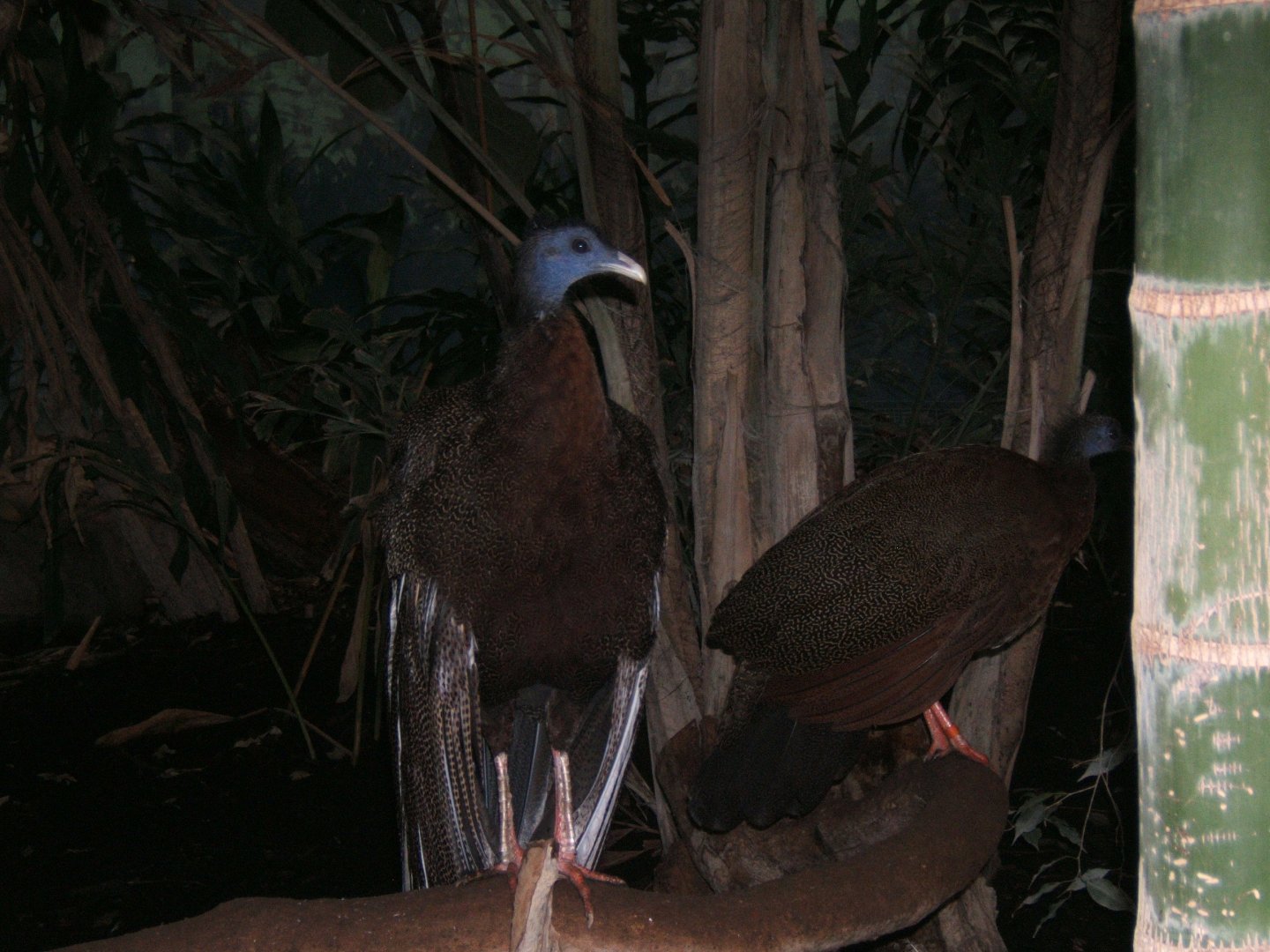 Greater Argus Pheasants