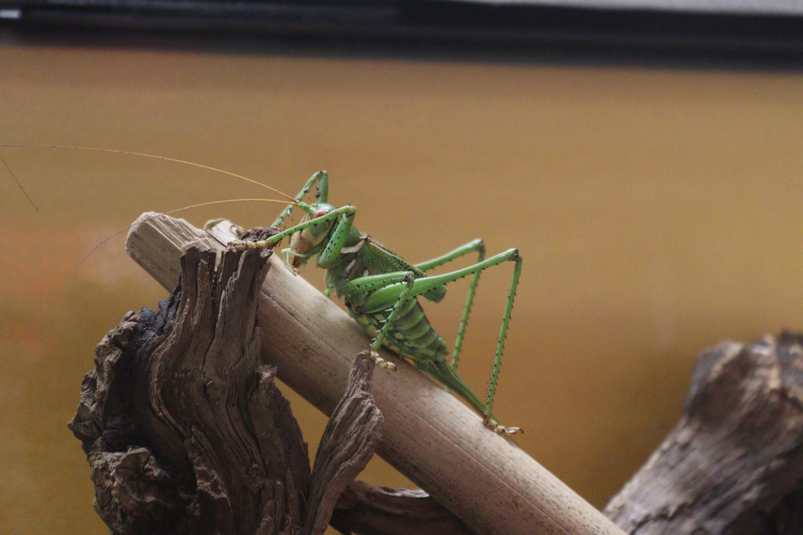 Greater arid-land katydid (Neobarrettia spinosa) BugParc, 08/2024
