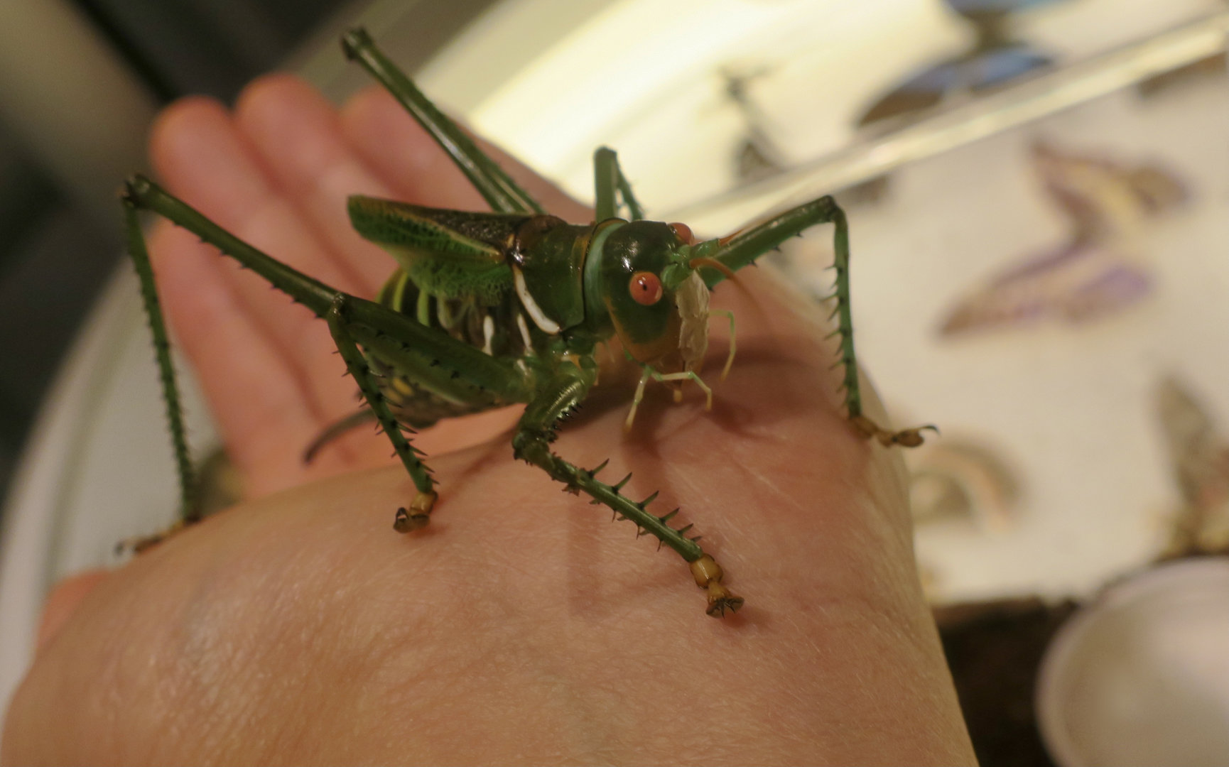 Greater Arid-Land Katydid (Neobarrettia spinosa)