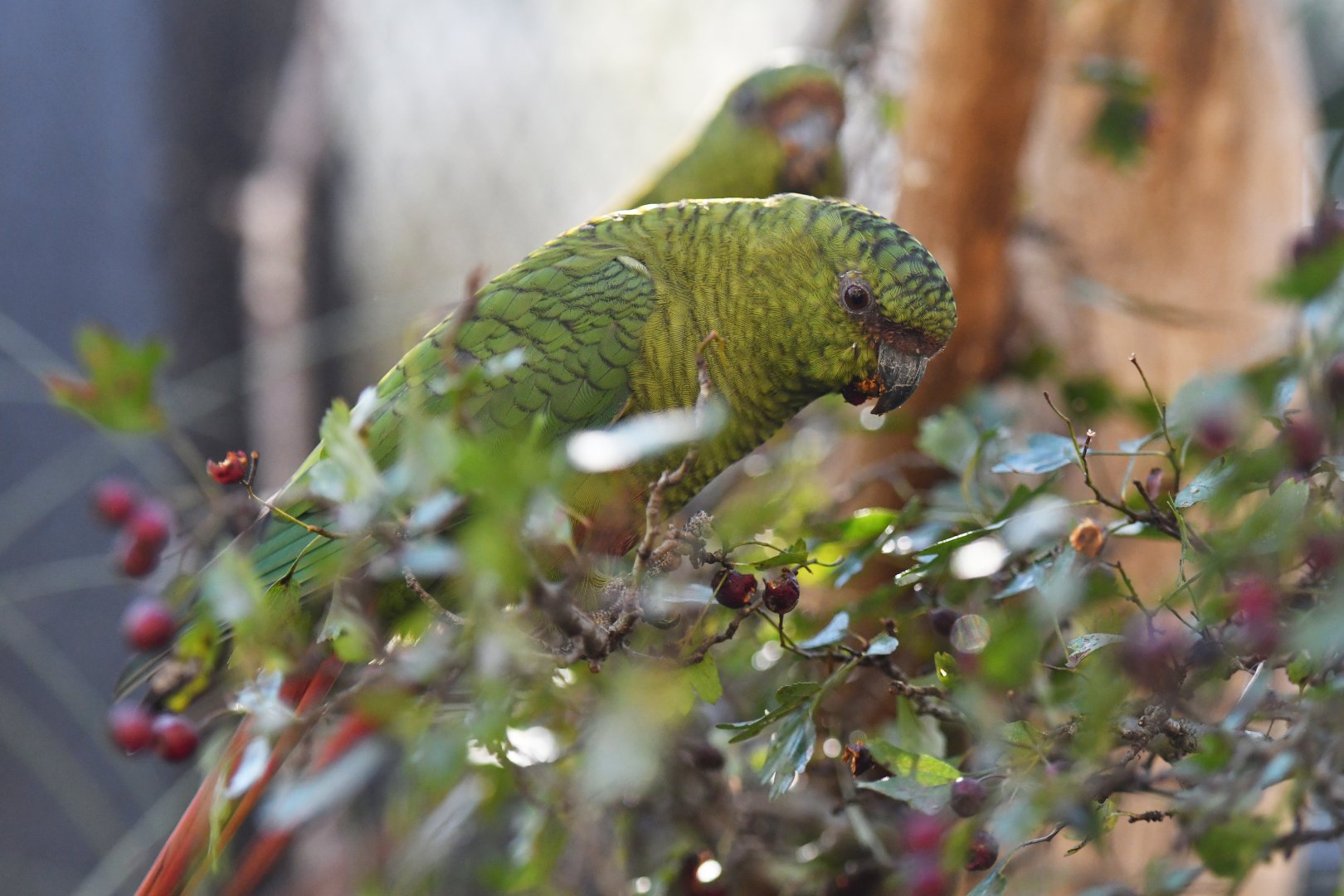 Greater austral parakeet Enicognathus ferrugineus ferrugineus