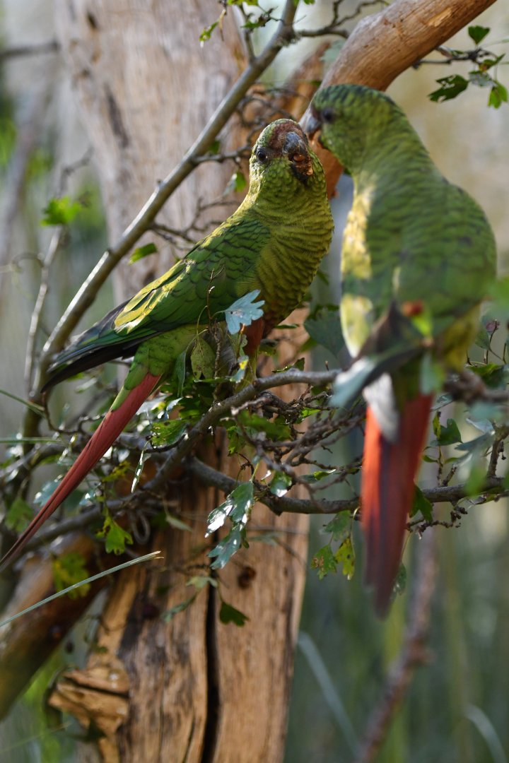 Greater austral parakeet Enicognathus ferrugineus ferrugineus