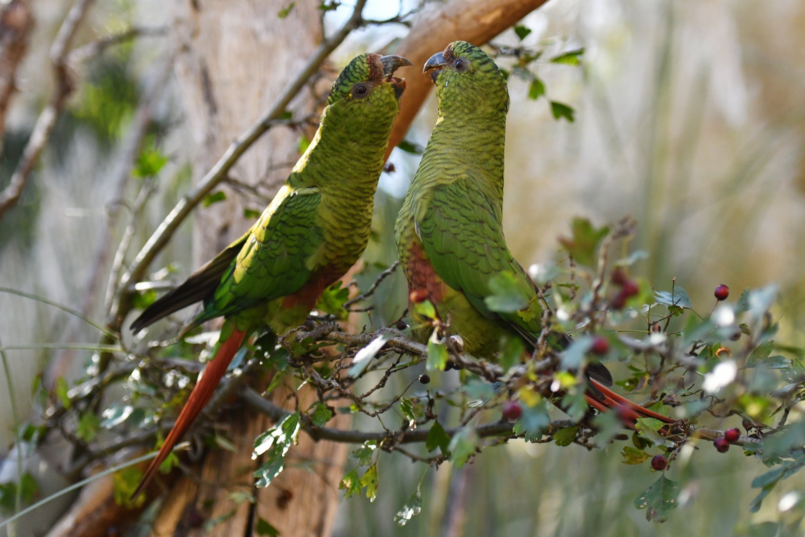Greater austral parakeet Enicognathus ferrugineus ferrugineus