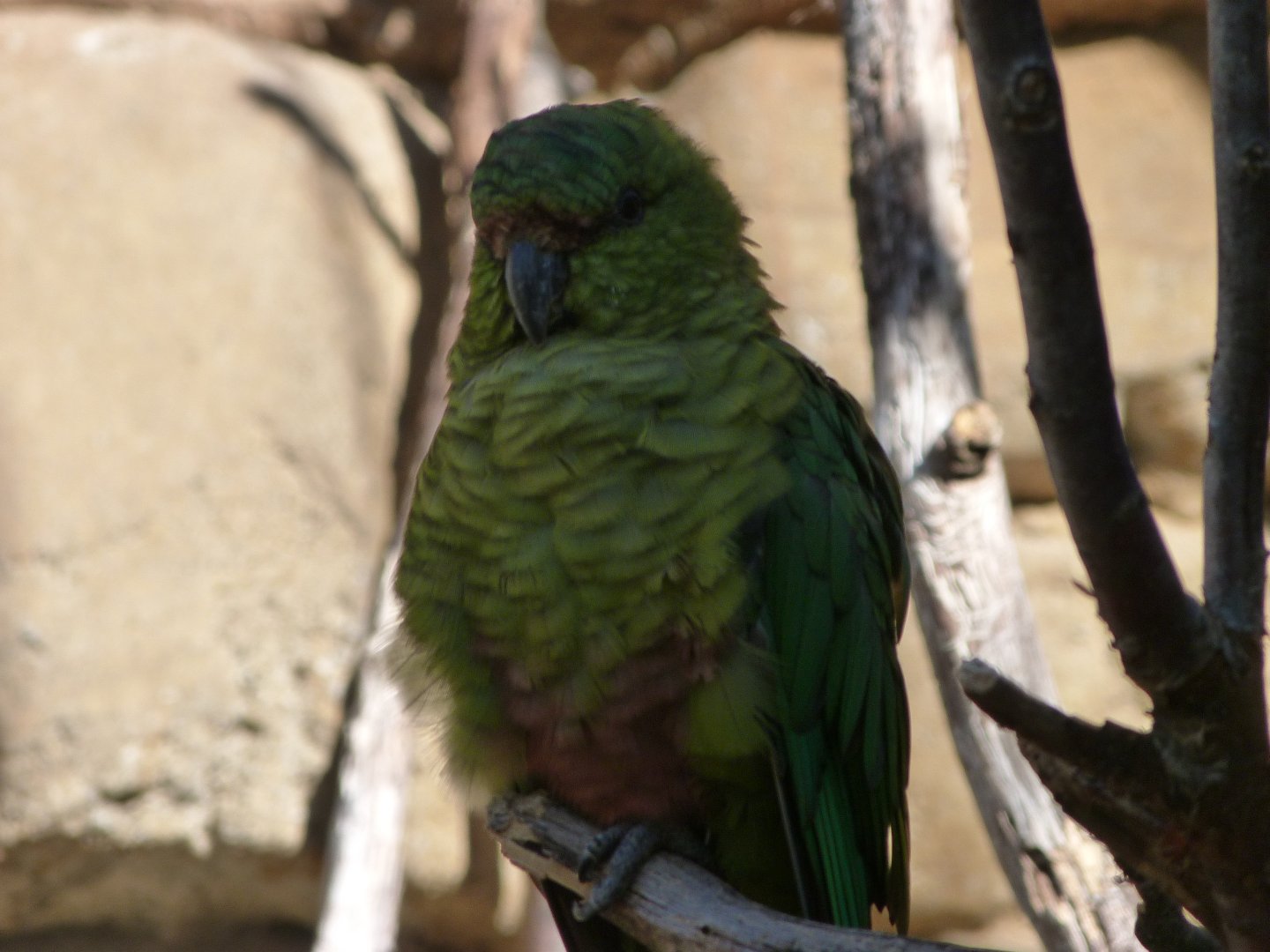 Greater austral parakeet -Zoo Praha (2025)