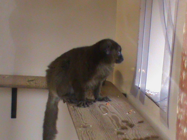 greater bamboo lemur 02/10