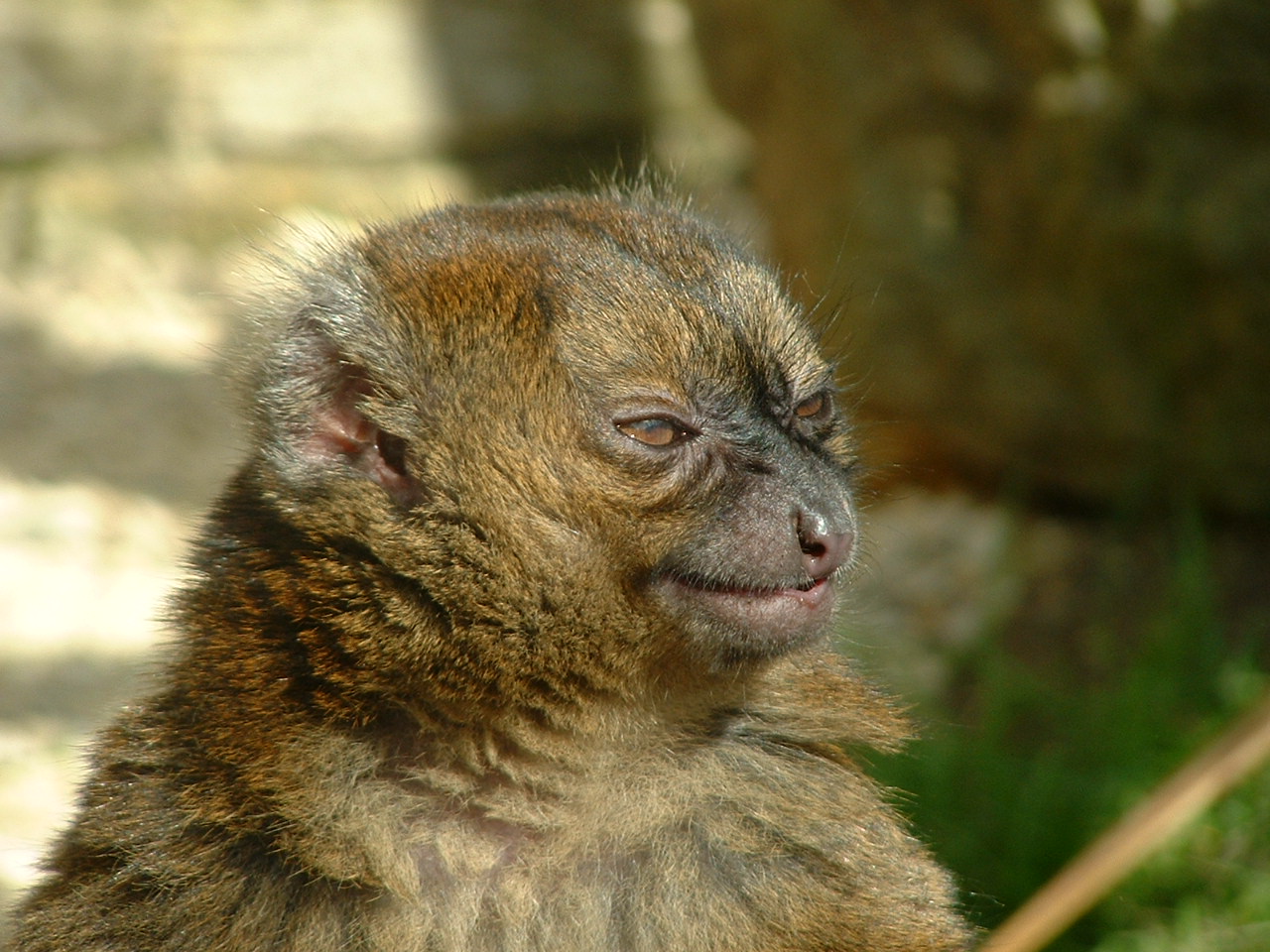 Greater Bamboo Lemur - April 2010
