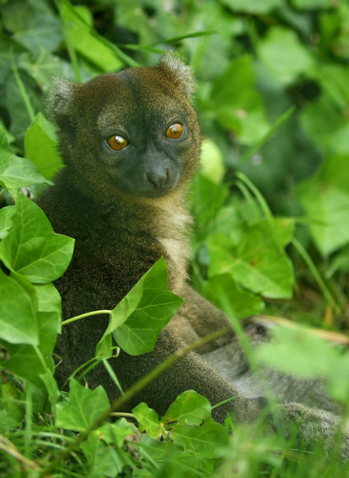 Greater bamboo lemur at Besancon