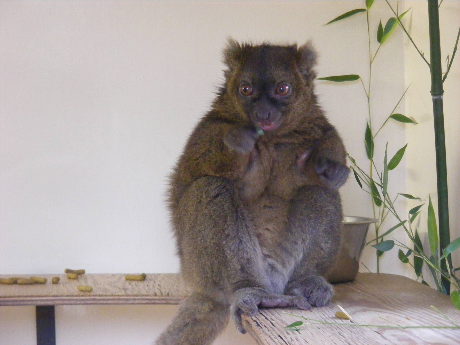 Greater bamboo lemur at Cotswold Wildlife Park, 27 November 2010