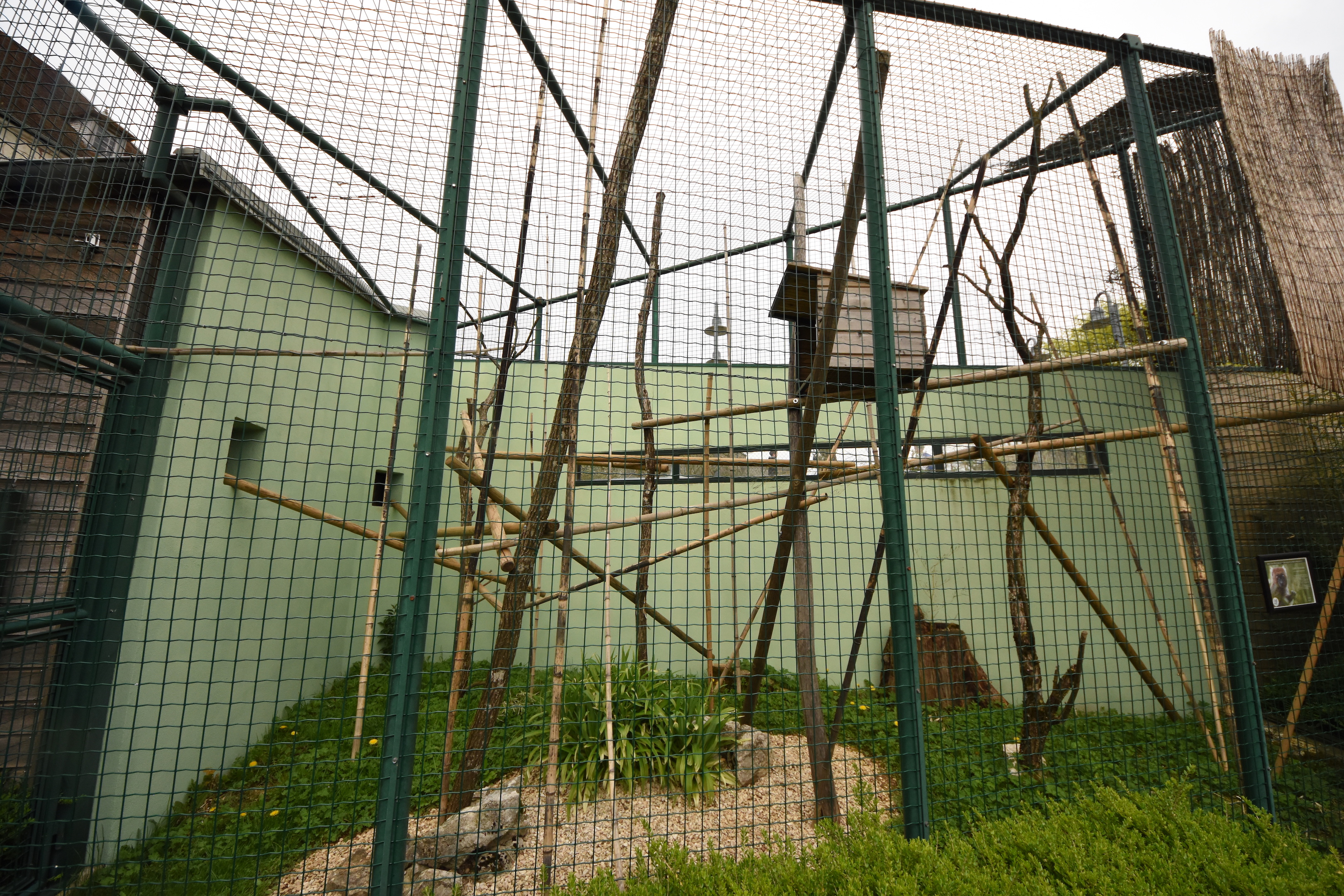 Greater bamboo lemur cage