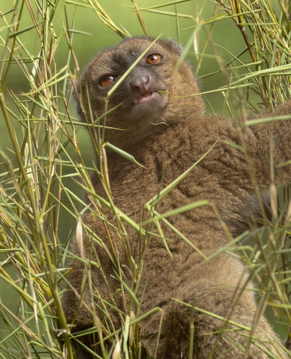 Greater bamboo lemur : Cotswold WP : 04 Jul 2025