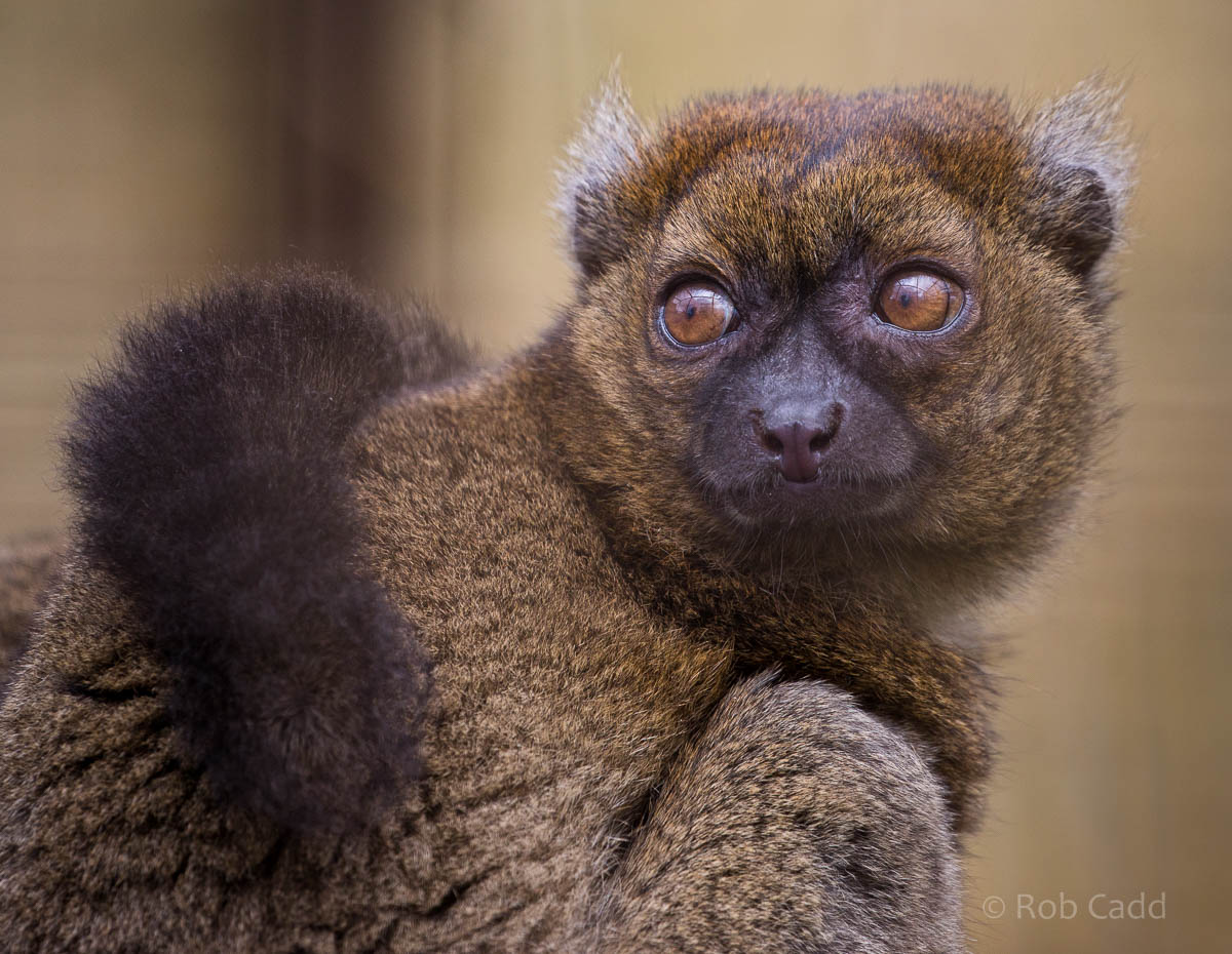 Greater bamboo lemur : Cotswold WP : 12 Apr 2015