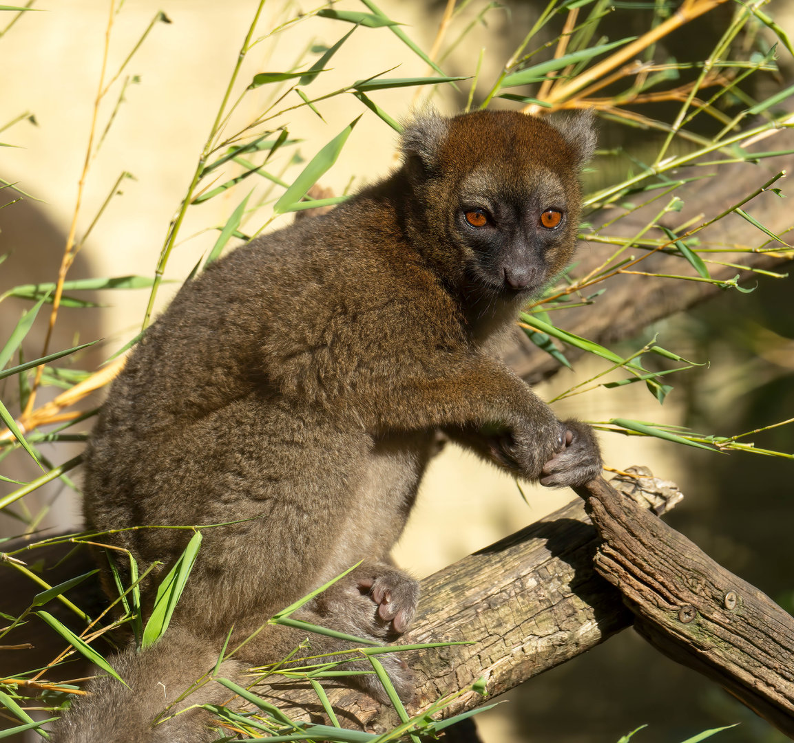 Greater Bamboo Lemur, CWP, UK