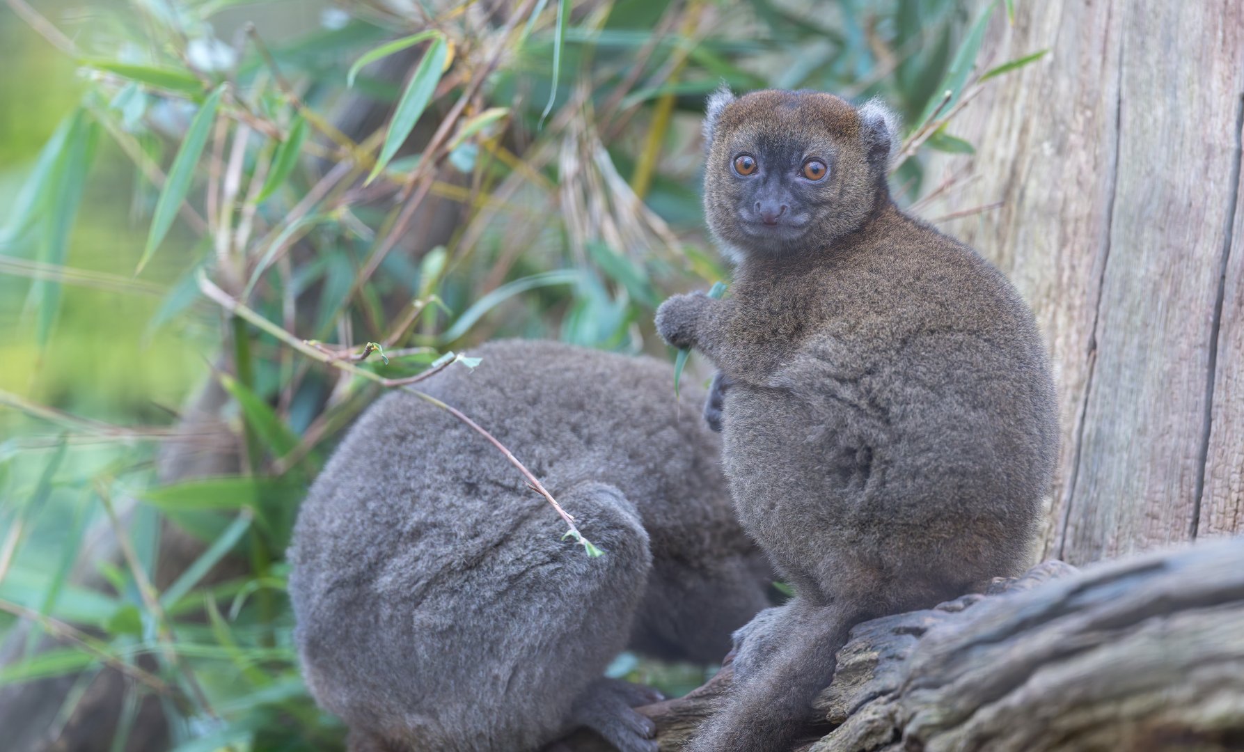 Greater Bamboo Lemur, CWP, UK