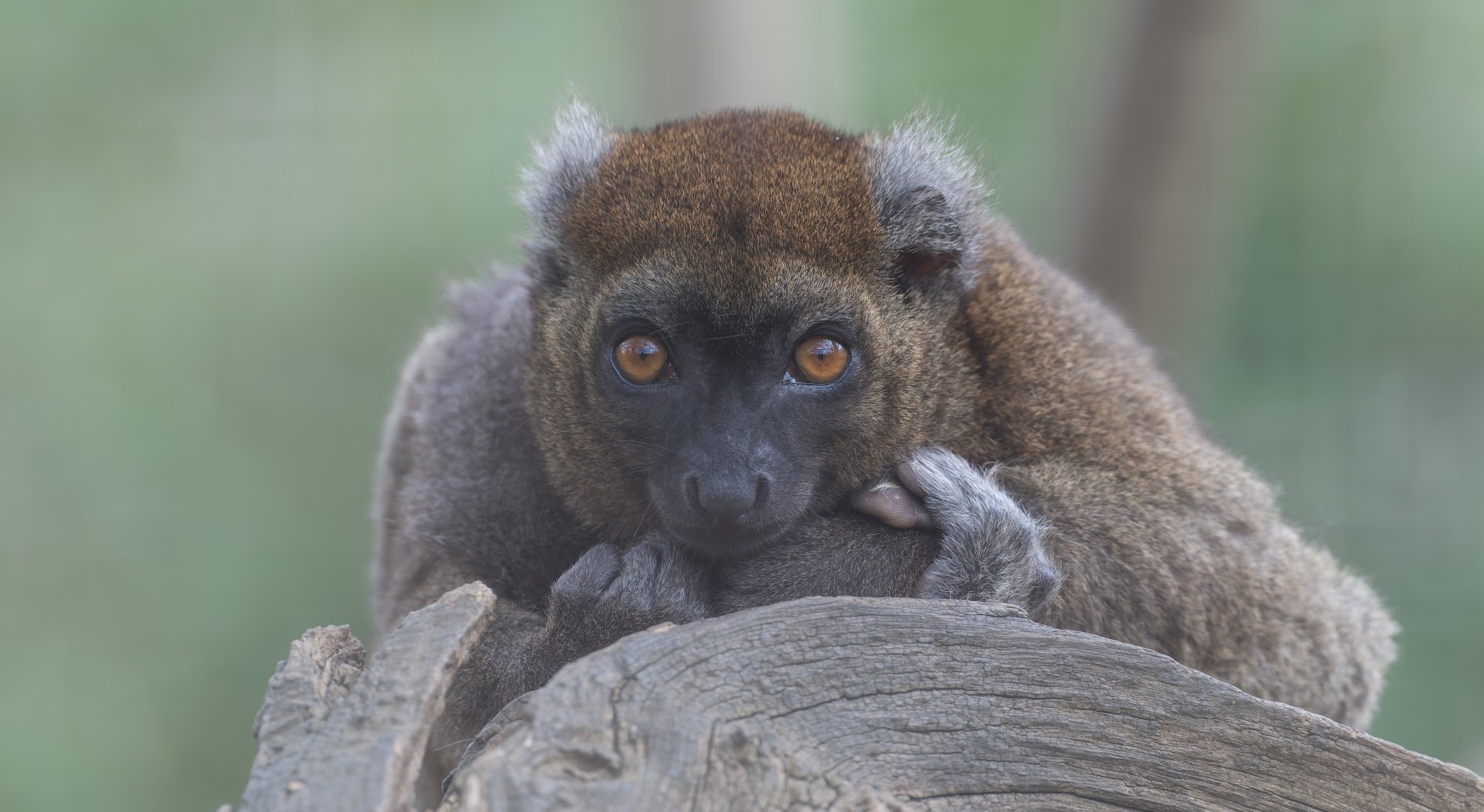 Greater Bamboo Lemur, CWP, UK