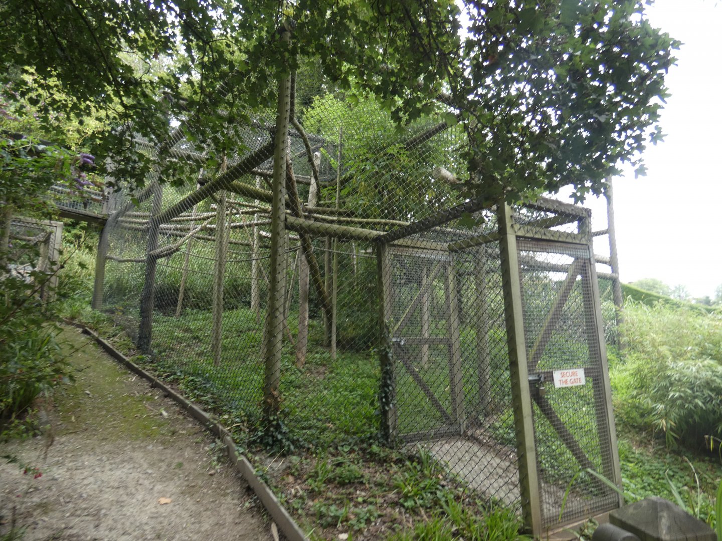 Greater Bamboo Lemur enclosure