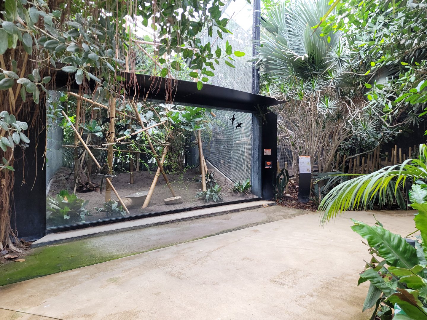 Greater bamboo lemur exhibit -Parc Zoologique de Paris (2022)