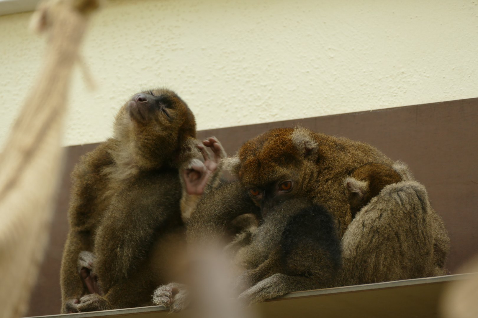 Greater bamboo lemur family