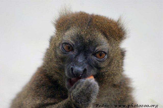 Greater bamboo-lemur (Hapalemur simus)