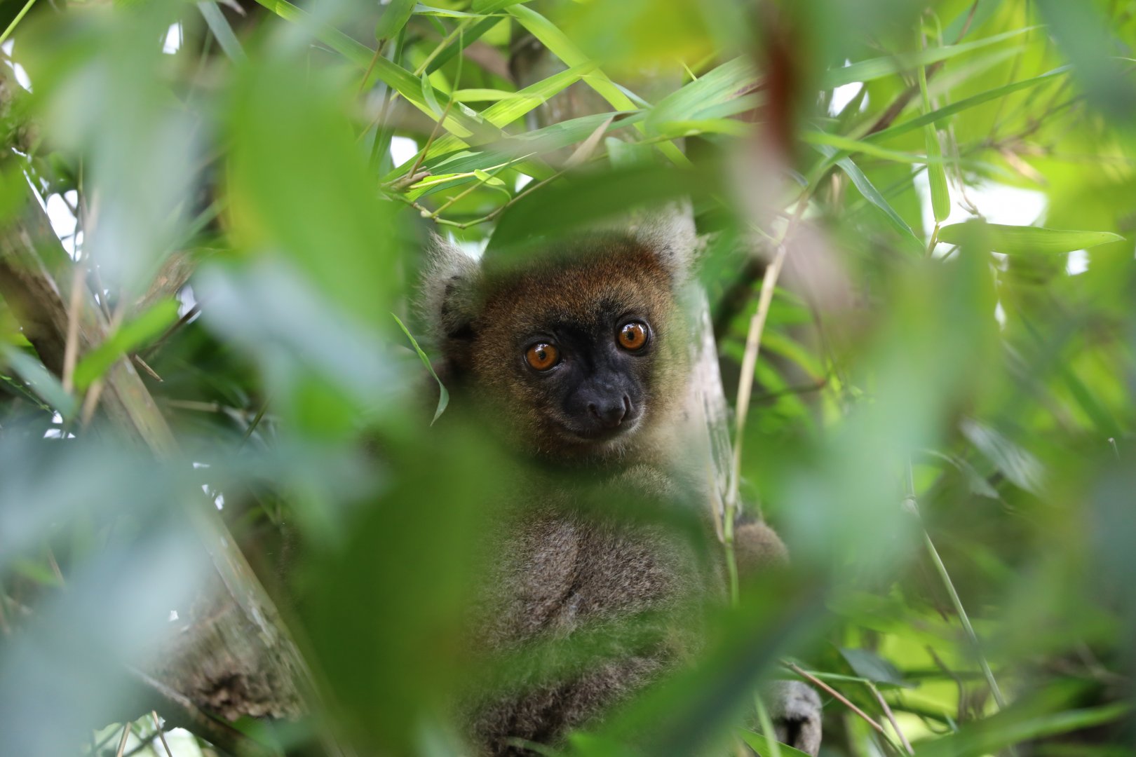greater bamboo lemur (Hapalemur simus)