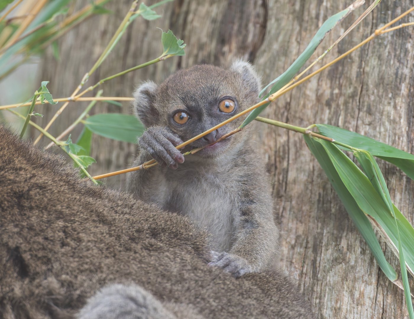 Greater Bamboo Lemur juvenile, CWP, UK