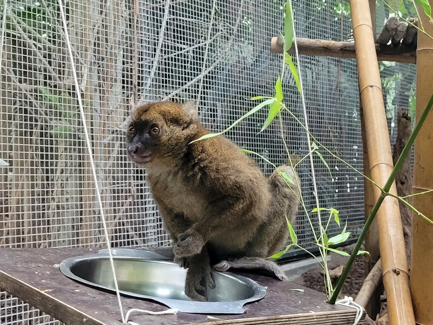 Greater bamboo lemur -Parc Zoologique de Paris (2022)