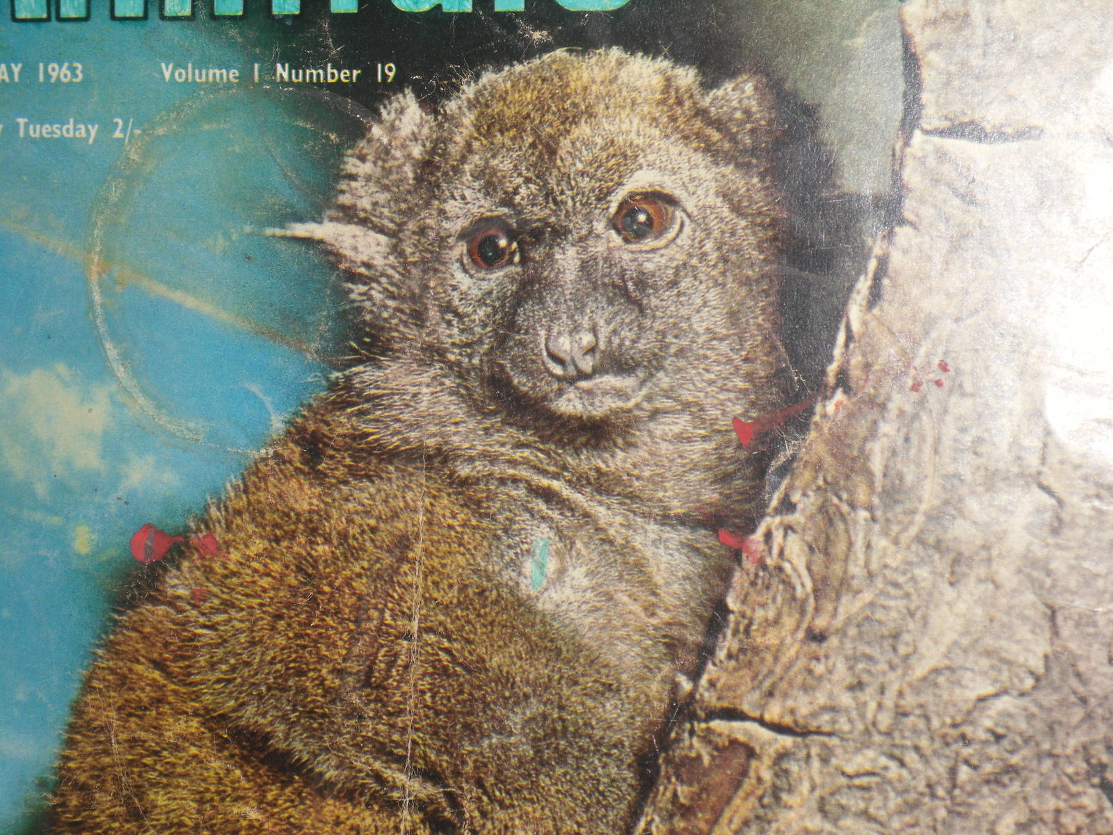 Greater Bamboo Lemur (Prolemur simus) at Chester Zoo - 1962