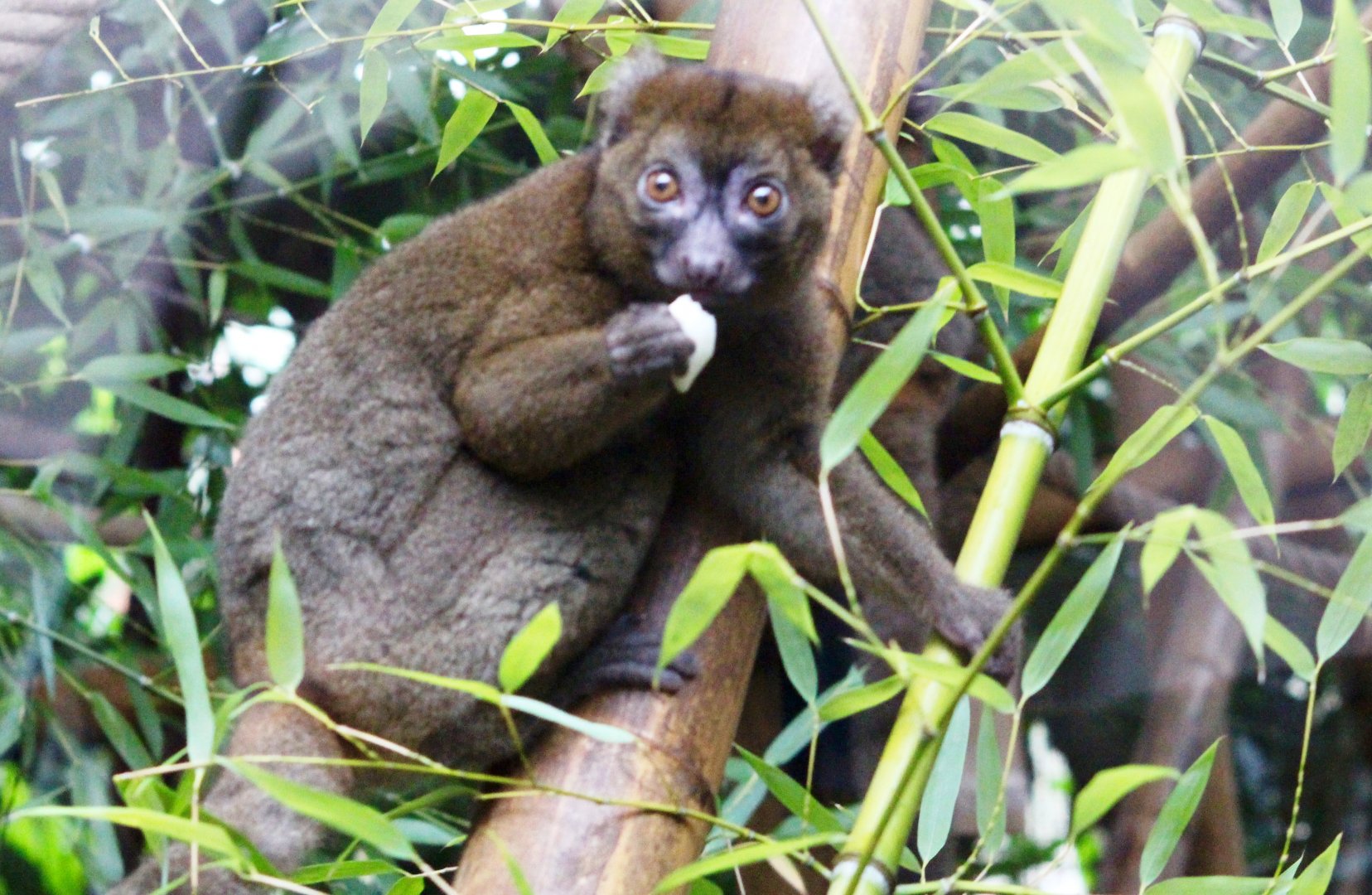 Greater bamboo lemur (Prolemur simus) at Paris zoological park 25th November 2018