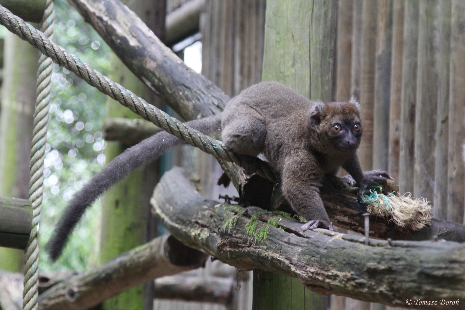 Greater Bamboo Lemur (Prolemur simus)